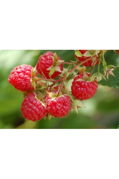 Дозрілі ягоди малини ‘Діамантова’ крупним планом.